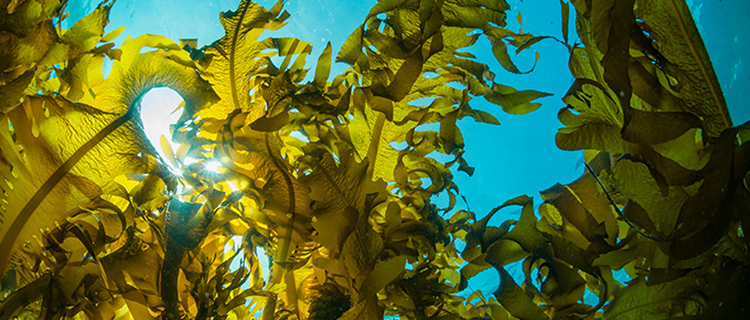Seaweed: towards a greener future
