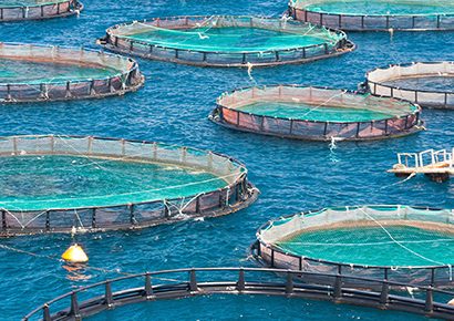 Aquaculture, a sustainable response to food challenges?